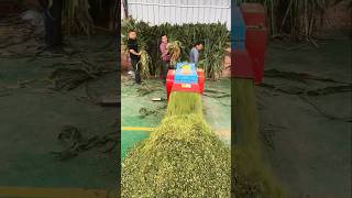 कुट्टी काटने की शानदार मशीन। #farming #agrifuture #kuttimachine #chaffcuuter #shorts