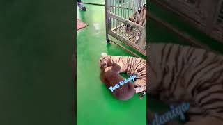 शैतान बच्चा #cute #beer #animal #viral #youtubeshorts #shorts