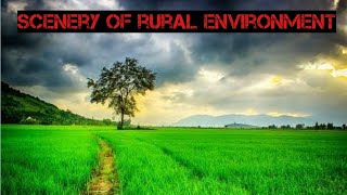 scenery of village swamp