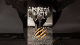 Animal Facts #shorts