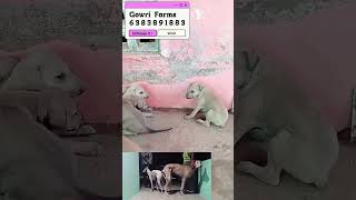 #kannipuppies#puppysale#chippiparaidog#dog#puppy#viralvideo#trendingshort#chippiparai#nature#breeder