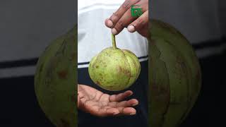 ফ্যা'টি লি'ভা'র ও কি'ড'নি'র রো'গ সারাতে চালতা খান | cittomedia
