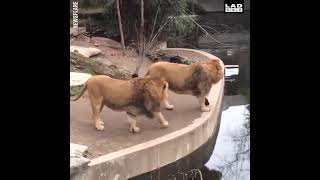 【面白動物】ライオンも木から落ちる