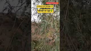 Kalpavriksha of Rajasthan 🌳