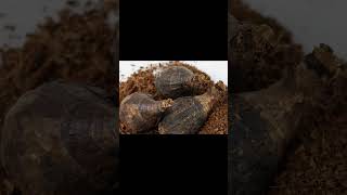 Mayitos o lirios de agua #flores #lluvia #ciencia