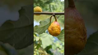 Amazing wild Ripe Fig Fruit  picking and inside showing #shorts #fruitpicking #villagenature