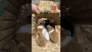 Cute pets that will blow your mind #pets #petlovers #bunny #ballpython #weekend  #monday