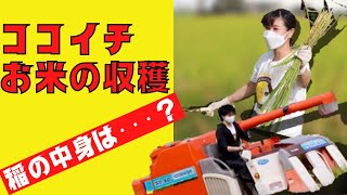 【ココイチ】ココイチ社員初めての稲刈り！コンバインと手刈りで挑戦してみたら・・・！？【インタビュー】（※現在、運営を終了しています）