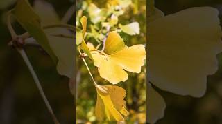 Golden Ginkgo: Nature's Living Fossil in Autumn Splendor #shorts #GoldenGinkgo @Plants-World