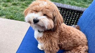 Small Dog ASMR|Milo Havanese ASMR #asmr #dogasmr #cutedog #cutepuppy #dog