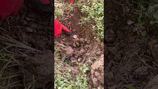 Sounds of nature and buried treasure! #metaldetecting #treasuresearch #metaldetector