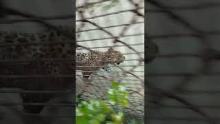 chitai kahate Hain #animal#animals #zoo #dehli #viralshorts #whatsappstatus
