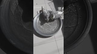 pigeon's taking bath 😏 #pigeon #pigeonlover #sirajikabootar #birds #trendingshorts #viral #shorts