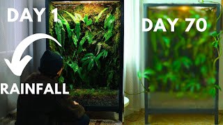 70 days ago i made a raining jungle terrarium, this happend! update and maintenance video