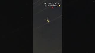 Get this bug off my window gng🫩🥀✌️