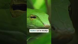 The Top 5 Most Venomous Snakes In The World!