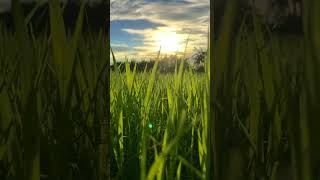 Bikal View l #shourav_biswas l #status l #shorts