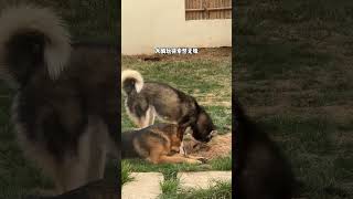 Canine Geniuses at Work! 🐕🎓 | Smartest Dog Tricks & Problem-Solving Skills