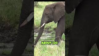 Elephant vs. Ant: Who’s the Real Strength Champ? 💪🐘🐜 #AnimalStrength #NatureFacts #AntPower