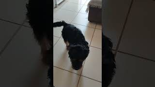 Messy Pup Makeover #DogGrooming #MessyToClean #PetMakeover #DogCare #SatisfyingCleaning #DogSpa