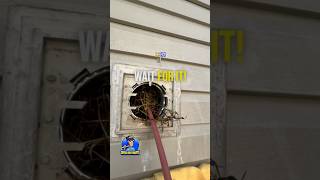 Surprisingly Long Nest Found Inside Dryer Vent! #dryerventcleaning #Shorts