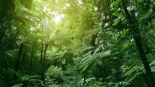 Tropical Rainforest Ambience  / 10 Hours
