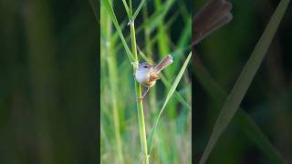 "Small wings, silent journeys." | ashokwildframes #photography #wildlifephotography #birds #wildlife