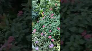 #udasdupurbelasokhi #song  #garden #rooftopgarden #flower #green #beautiful #trees #nature