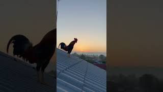 Rooster Watches Sunrise from a Rooftop 🌅🐓 — Dawn Awakening #shorts