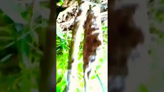short video #sad #song #bhojpuri #nature