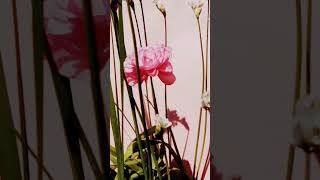 なぜですか #ボリウッド #ヒンディー語 #歌 #音楽