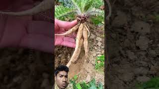 बेहद कीमती पौधा चीन के लोग सूप में डालकर पीते हैं। #farming #shorts #short