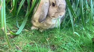 My Bunny 🐰 Frodo Floppins