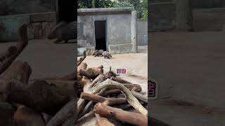 Amazing Zoo Animals Compilation 2025! 🐘🦒🦁 | Cute & Funny Moments You Must See