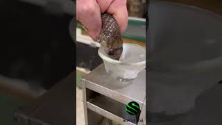 Egyptian cobra venom extractions #venomouscreatures #cobra