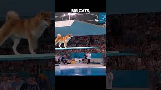 Turns out there's diving competitions for animals too? 😲 #youtubeshorts #funfact #americanaudience