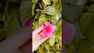 #smallbusinessindia #affordableluxury #diy #shortsfeed #shortsvideo