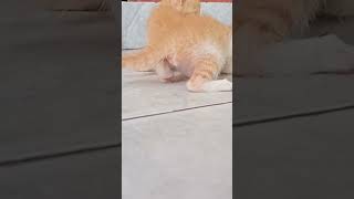 anak kucing mengeong
