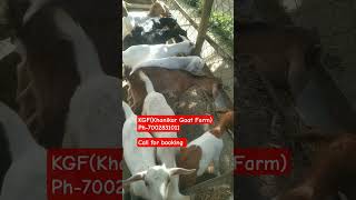 #Africanboerfarminginarunachalpradesh #goatfarminassam #goatfarminsivasagar #newbusinessideas2025 #*