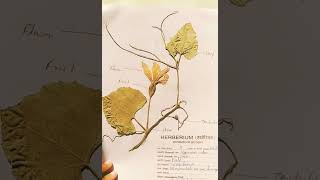 Herbarium File/ botany practical file/ how to make herbarium/ #botany #zoology #practiclefile/ study