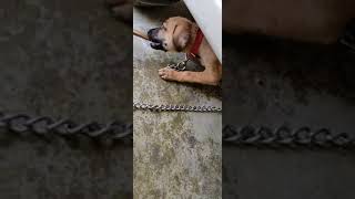 Kombai Puppy Aggression #shorts