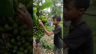 biyan tumar hasi