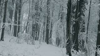 Snowy day in the forest [4K] | Sony FX30