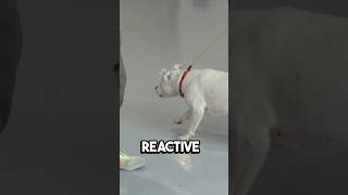 これがあなたの犬がまだ反応してしまう理由です！ #dogtrainingtips #reactivedog