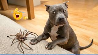 Best Of The 2026 Funny Animal Videos 🤣🐶 The Funniest Animals That Will Make You Laugh Crazy 🐾 🤣