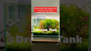 #aquarium #aquascapegallery #fish #fishtank #aquariumlife #aquariumfish #aquariumcare #fishkeeping