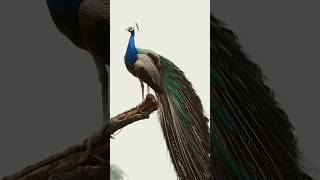 PRIDE GRACE BEAUTY🦚 #IndianPeacock#VillageWildlife#NatureCinematography#BirdLoversClub #music #song