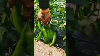 Chilli farming #shorts #viral #shortsvideos
