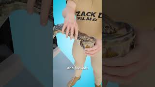 How Cobra Venom Is Collected 😨