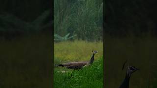 Morning Symphony | Ashokwildframes  #PeacockInWild #IndianPeacock #PeacockVideo #BirdwatchingIndia